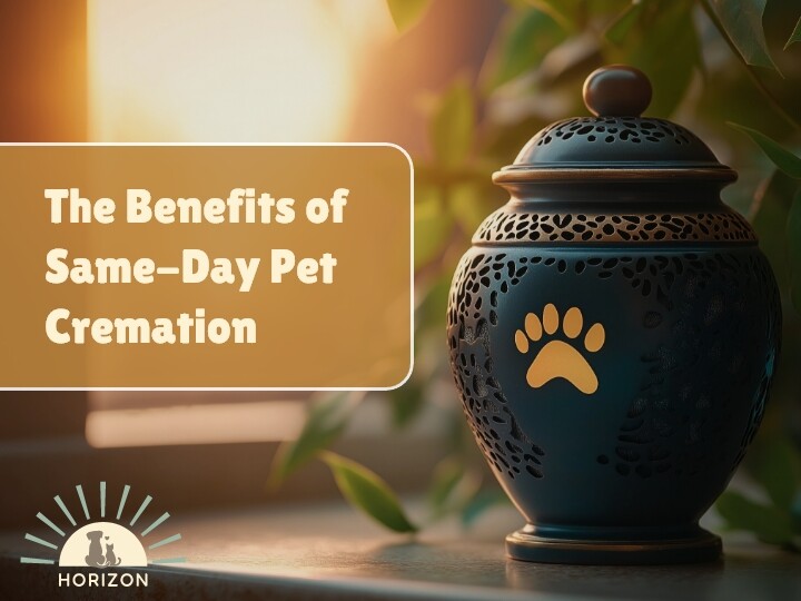 The Benefits of Same-Day Pet Cremation