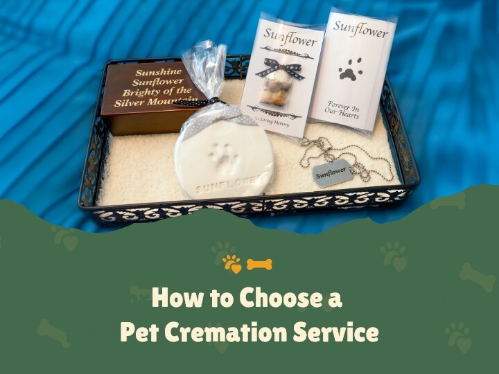 How to Choose a Pet Cremation Service