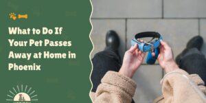 What to Do If Your Pet Passes Away at Home in Phoenix