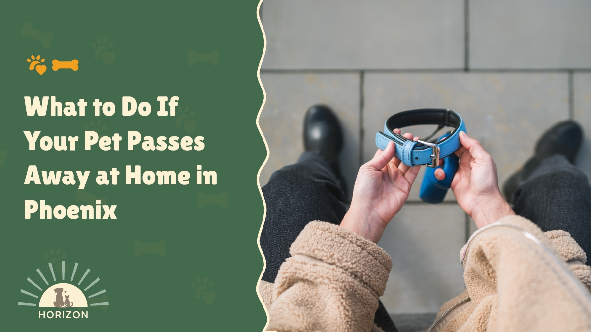 What to Do If Your Pet Passes Away at Home in Phoenix