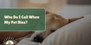 Who Do I Call When My Pet Dies?