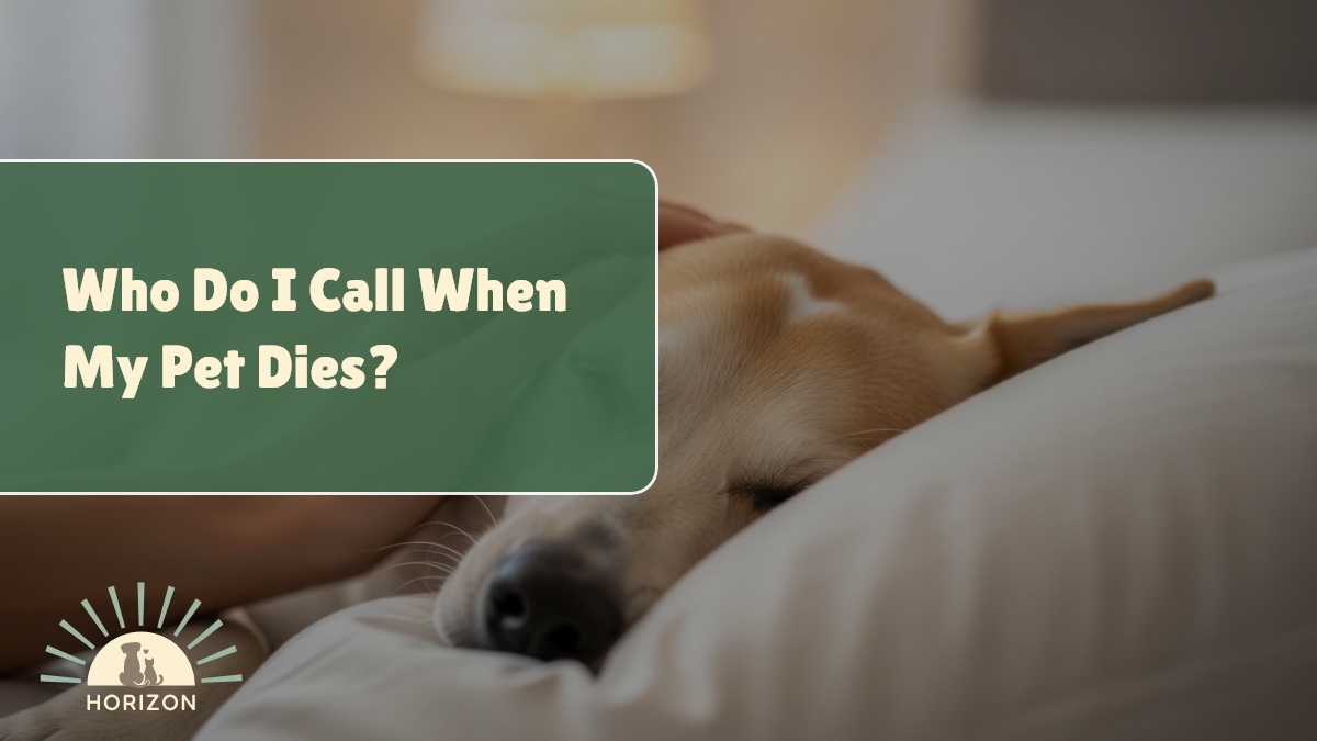 Who Do I Call When My Pet Dies?