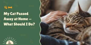 My Cat Passed Away at Home — What Should I Do?